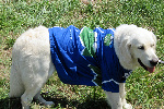 Le chien de Jean-Pierre