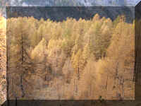 4_Dans_la_foret_doree.JPG (89994 octets)