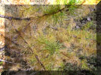 6_Du_vert_encore.JPG (130251 octets)