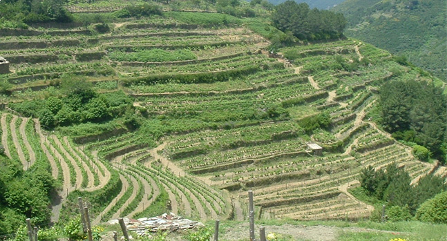 Vignes Cinque Terre