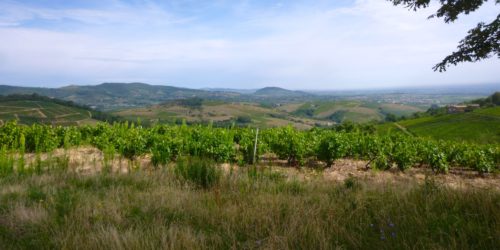 Les vignobles et la plaine de la saône ©Ph Chazottier